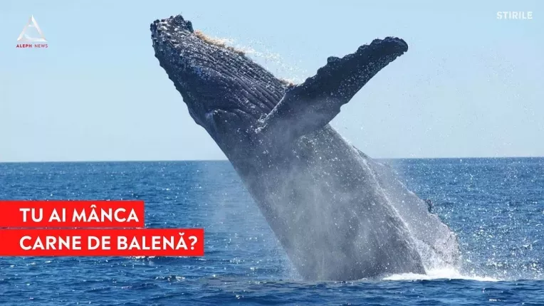 Carnea de balena atrage turistii in Japonia