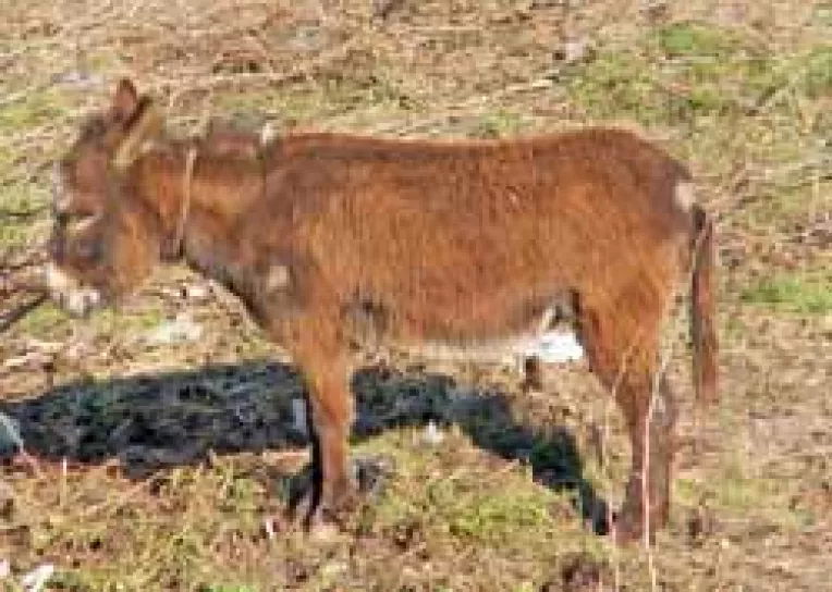 Primaria Mangalia nu reuseste sa scape de cainii comunitari, de magari si cai