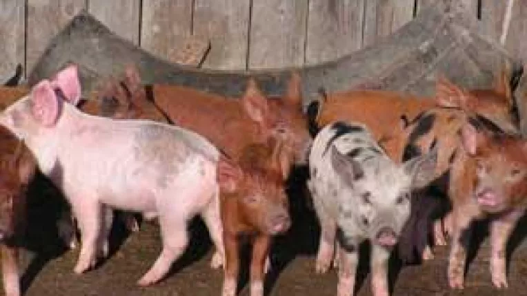 UE pune paie pe porc